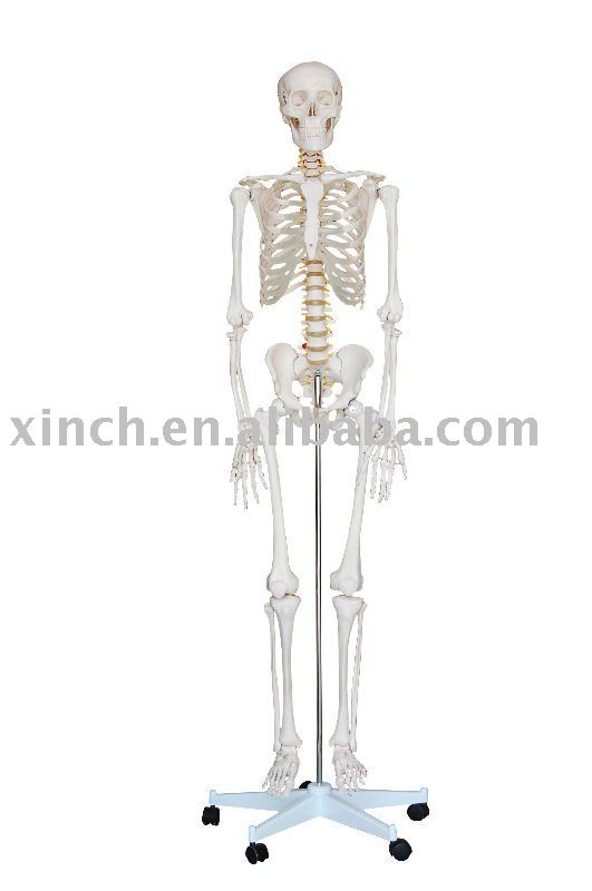 human skeleton model. See larger image: Human Skeleton Model. Add to My Favorites. Add to My Favorites. Add Product to Favorites; Add Company to Favorites