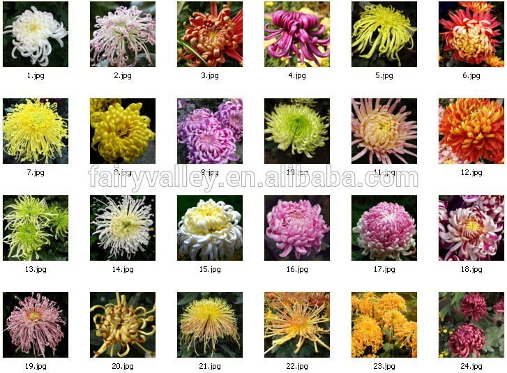 High Sprouting Rate Hot Sale Chrysanthemum Seeds For Growing, View mum 