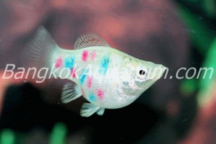 See larger image: Tropical Fish / SILVER BALLOON MOLLY TATTOO