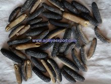  Cucumber Fish on Sea Cucumber  Sand Fish