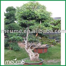 Taiwan Ficus Bonsai