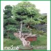 Taiwan Ficus Bonsai