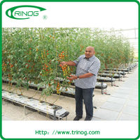 ... Nft Hydroponic System For Tomato Suppliers and Manufacturers at