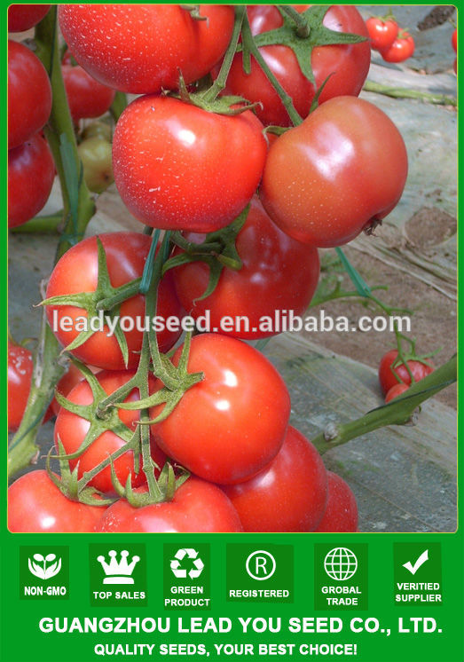 baby fruit size tomato a fruit or vegetable baby fruit size tomato a fruit or vegetable
