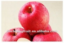 yantai red ca room fresh keeping apple,2012 new season red fuji apple