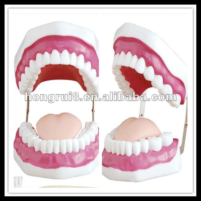 cuidado Dental Model ( 28 dientes ), Modelo de los dientes de HR-403 cuidado Dental Model ( 28 dientes ), Modelo de los dientes de HR-403