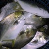 Frozen sea food golden pompano