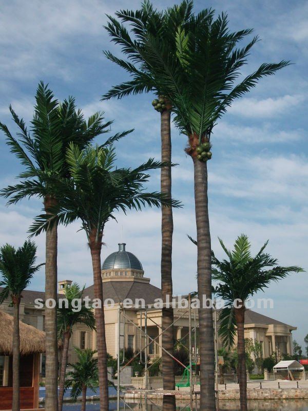 Best Palm Trees