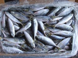 Frozen horse mackerel fish