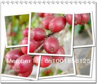 Free shiping 500g Gaoligongshan mountai zhaizi green bean coffee Yunnan China arabica platce