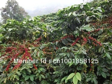 Free shiping 500g Gaoligongshan mountai zhaizi green bean coffee Yunnan China arabica platce