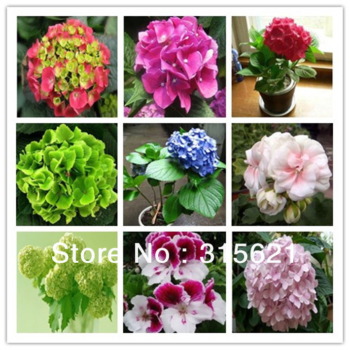 Купить Семена разноцветных Герань цветок кормить вечнозеленые Вуди ...