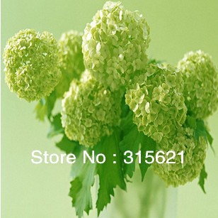 Купить Семена разноцветных Герань цветок кормить вечнозеленые Вуди ...