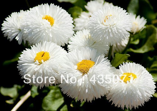 Heirloom-2000-Seeds-bag-English-Daisy-Mo