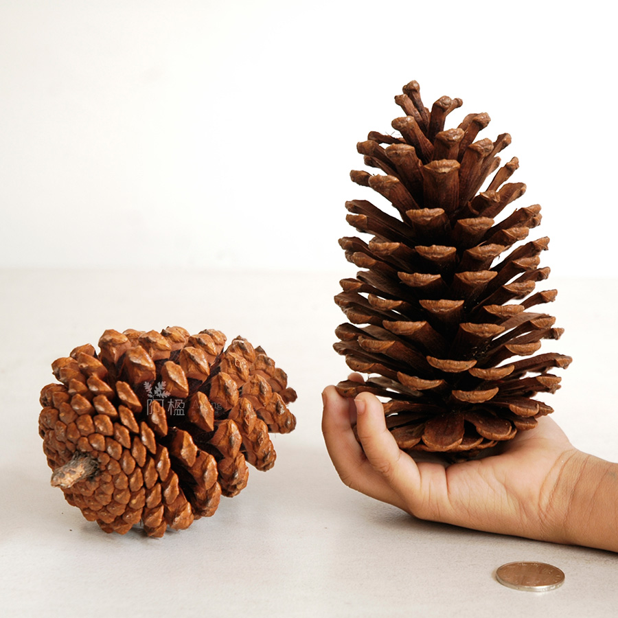 ultralarge 12cm pinecone pine cone home decoration dried flowers