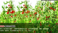 goji berry dried goji berries goji berries Chinese Zhongning Ningxia Herbal Tea wild and medlar 500g