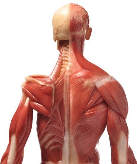 muscle anatomy pro 3d модели мышц