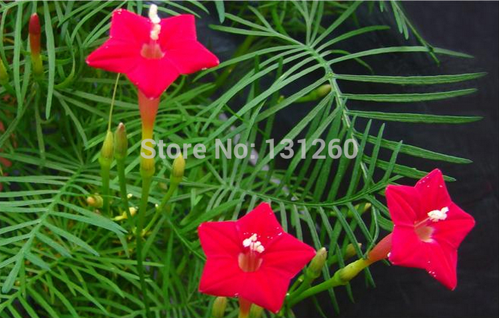 Free-shipping-1-pack-10-seeds-Cypress-vi