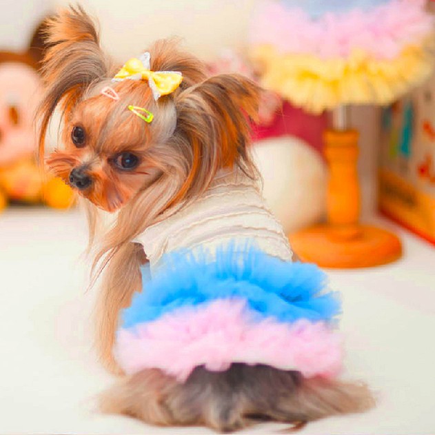 Cute-Female-Dog-Clothing-Summer-Pet-Lace