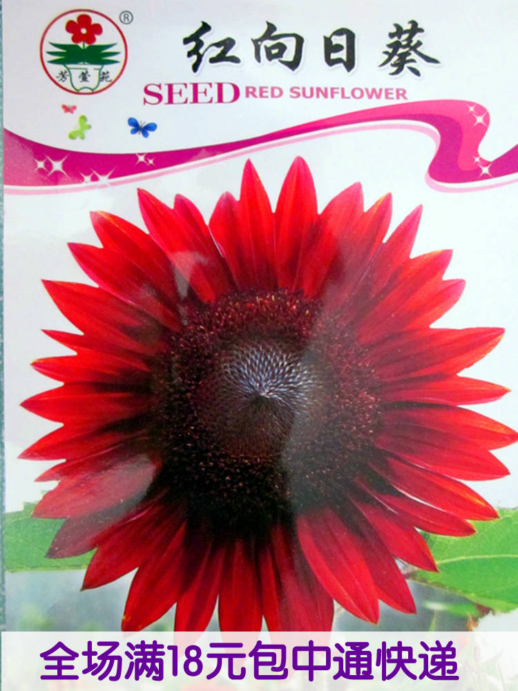 red  sunflower seeds  sunflower seeds flower seeds balcony