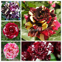 Rose flower seeds 5 Different Colored Striped Rose Seeds-200 of ...
