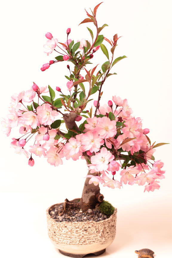 pink cherry blossom sakura tree seeds bonsai flower easy to plant DIY 