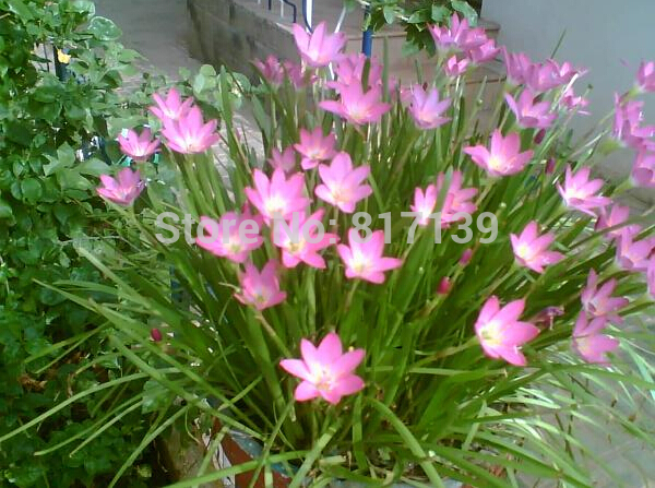 diy home garden plant 10 seeds zephyranthes rosea pink diy home garden plant 10 seeds zephyranthes rosea pink