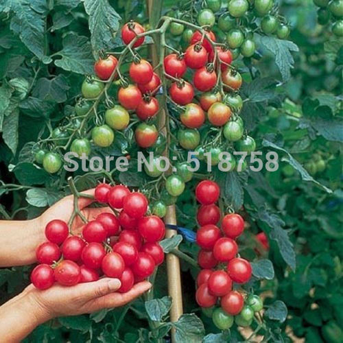1000pcs rare raspberry seeds organic fruit seeds green red blue purple black raspberry seeds for home garden plant easy to grow Loss Promotion 