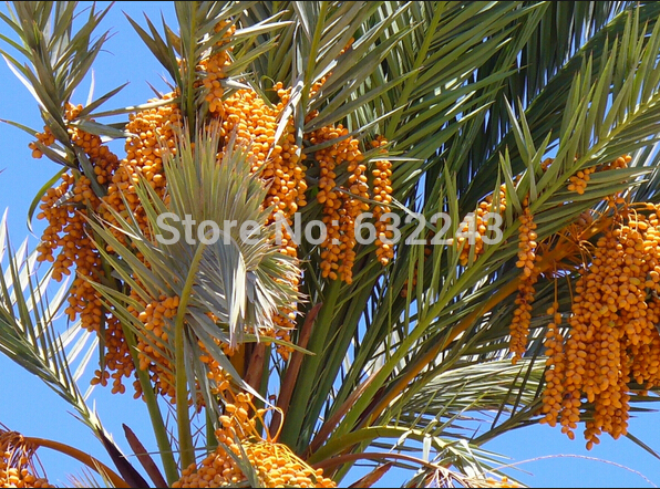gratis date plant gratis date plant