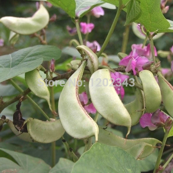 Vegetable plants for sale toronto, gourmet food gifts online uk, food