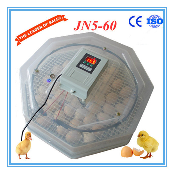 Hatching Duck Eggs in an Incubator