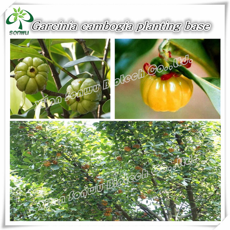 Meals increasing countries will, eat move many similarities including few spoonfuls research verified garcinia cambogia australia