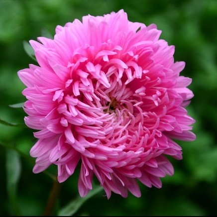 /Original package Rare Bonsai Pink Chrysanthemum flower seeds, Height 