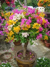 100% Original High Quality 20pcs Mix-color Bougainvillea spectabilis Willd Seeds bonsai plant flower seeds flower pot planters