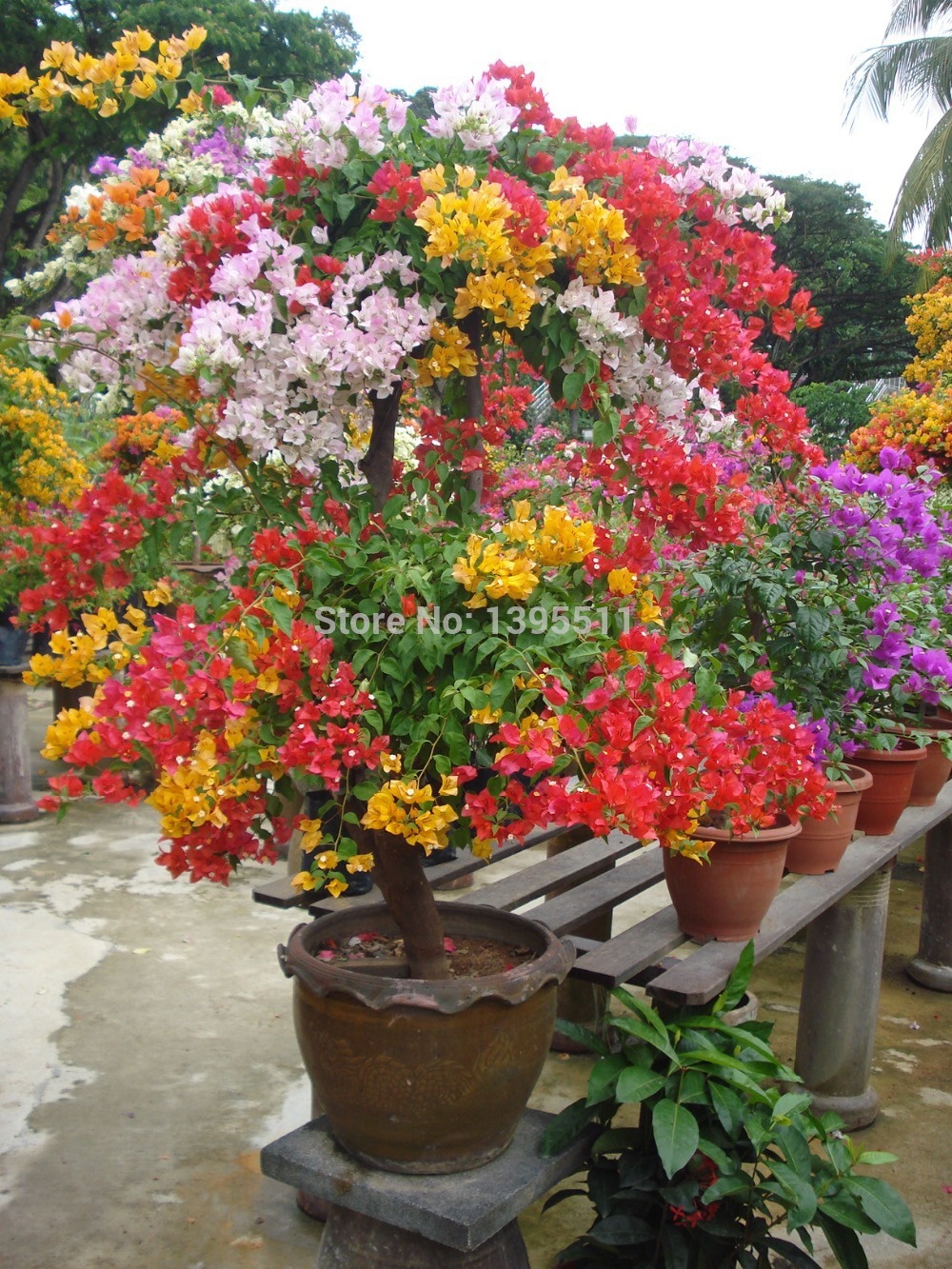 100 Original High Quality 20pcs Mix color Bougainvillea spectabilis Willd Seeds bonsai plant flower seeds flower