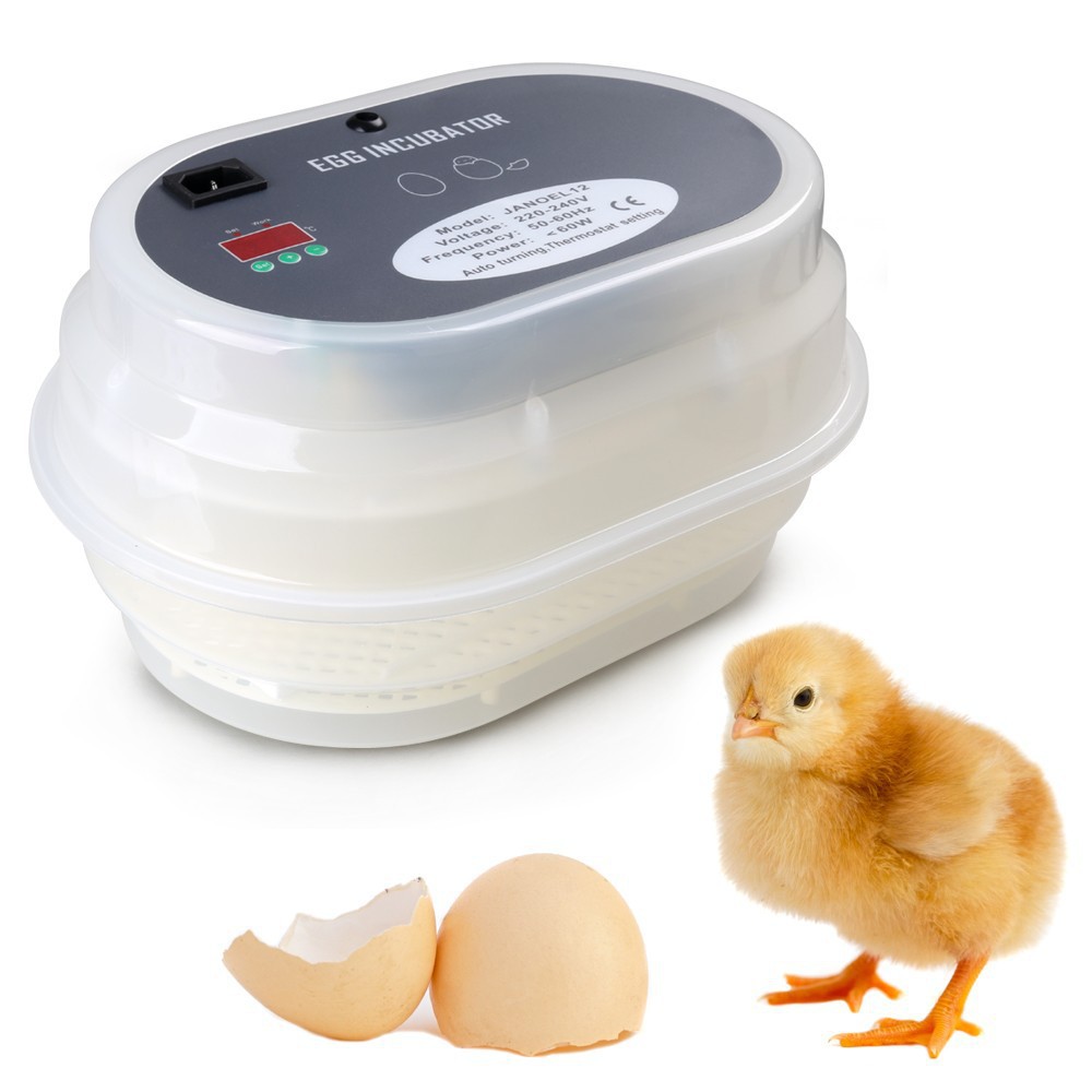  eggs from Reliable incubate eggs suppliers on Zhengzhou Raphael