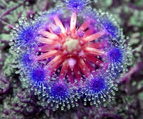 Bonsai-sundew-seeds-Blue-enchantress-Car