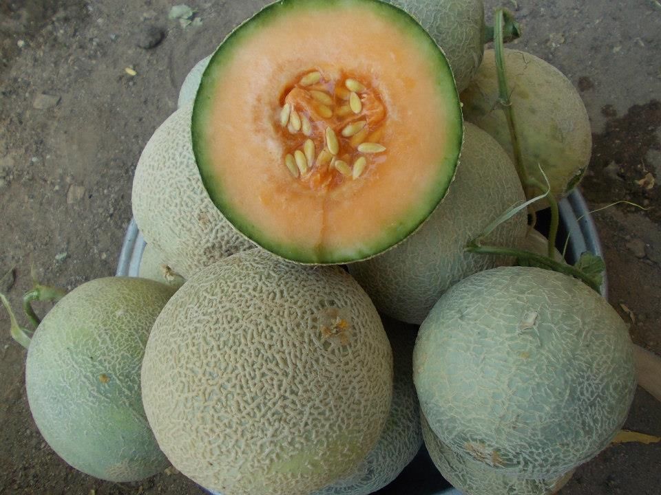 Купить 30 семена - свежие редких Юбари король семена дыни в интернет ...