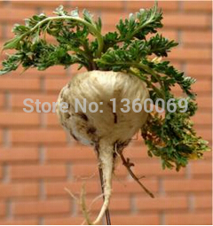 Купить maca 50pcs/lot, перуанский женьшень, мака семян Клоповник Мейена ...