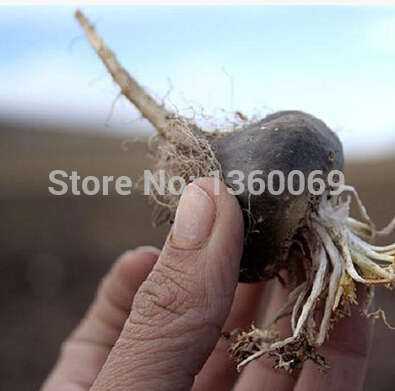 Купить maca 50pcs/lot, перуанский женьшень, мака семян Клоповник Мейена ...