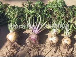 Купить maca 50pcs/lot, перуанский женьшень, мака семян Клоповник Мейена ...