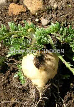 Купить maca 50pcs/lot, перуанский женьшень, мака семян Клоповник Мейена ...