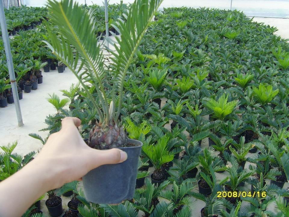 cycas plant