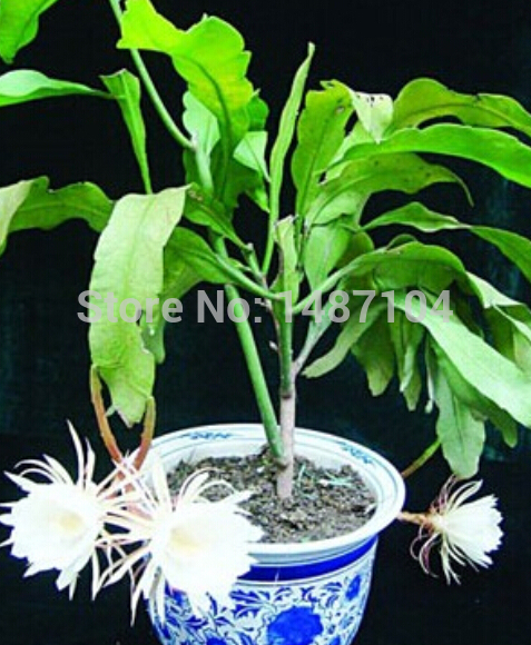   50 +   Epiphyllum oxypetalum   