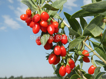 2014Yr 100 Original 250g wolfberry Top Grade Newest Chinese goji berries goji berry goji Herbal Tea