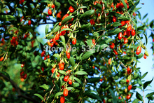 Medlar 50g Dried Goji berry Herbs for sex For Weight Loss goji berries herbal Tea green