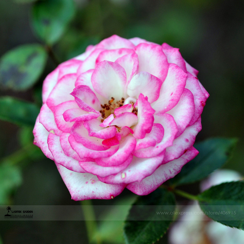 Карликовое дерево Flower Goddess Chinensis , 50 /, #LG00018 карликовое дерево flower goddess 3 nutate 50 a101