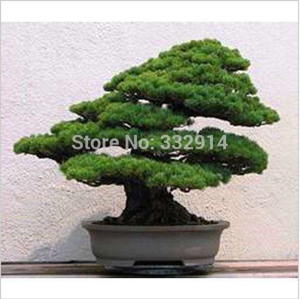 50 pedaço cinco folhas pinho árvore sementes envasadas paisagem japonesa cinco agulha Pine Bonsai Miniascape sementes