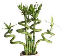 200 pcs / bag,Lucky Bamboo seeds, potted balcony, planting is simple, budding rate of 95%, radiation absorption, mixed colors
