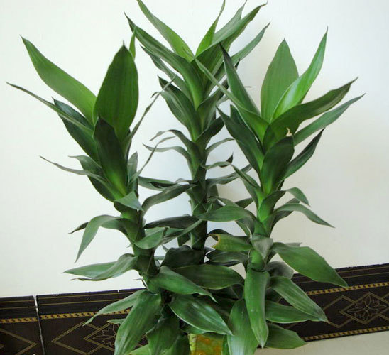 20 pcs bag Lucky Bamboo seeds potted balcony planting is simple budding rate of 95 radiation